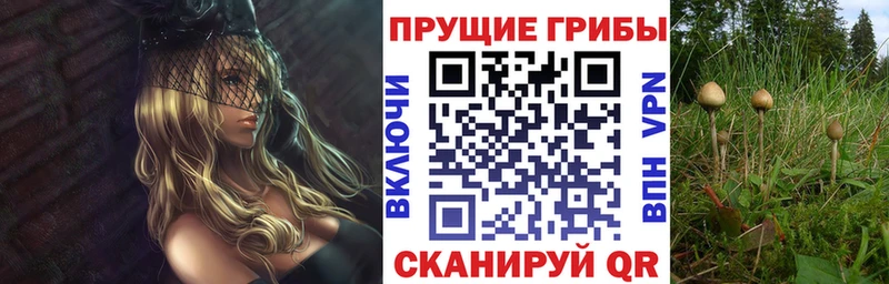 ОМГ ОМГ tor Чусовой Галлюциногенные грибы Psilocybine cubensis